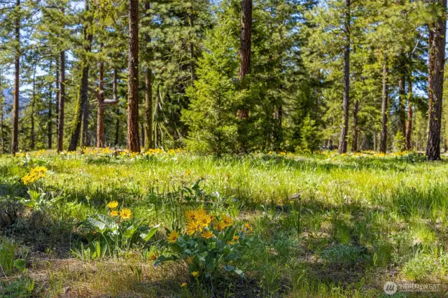 Private 3 acer woodland meadow