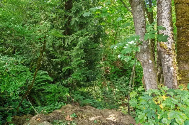 Straight ahead is a ravine, stream and 2 waterfalls~