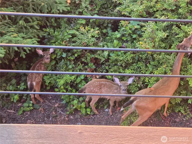Early morning visitors
