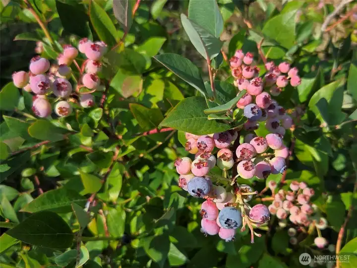 Blue berries