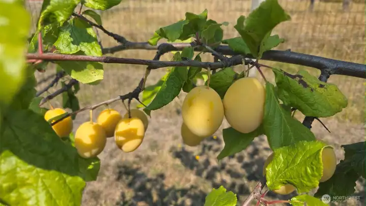 plums