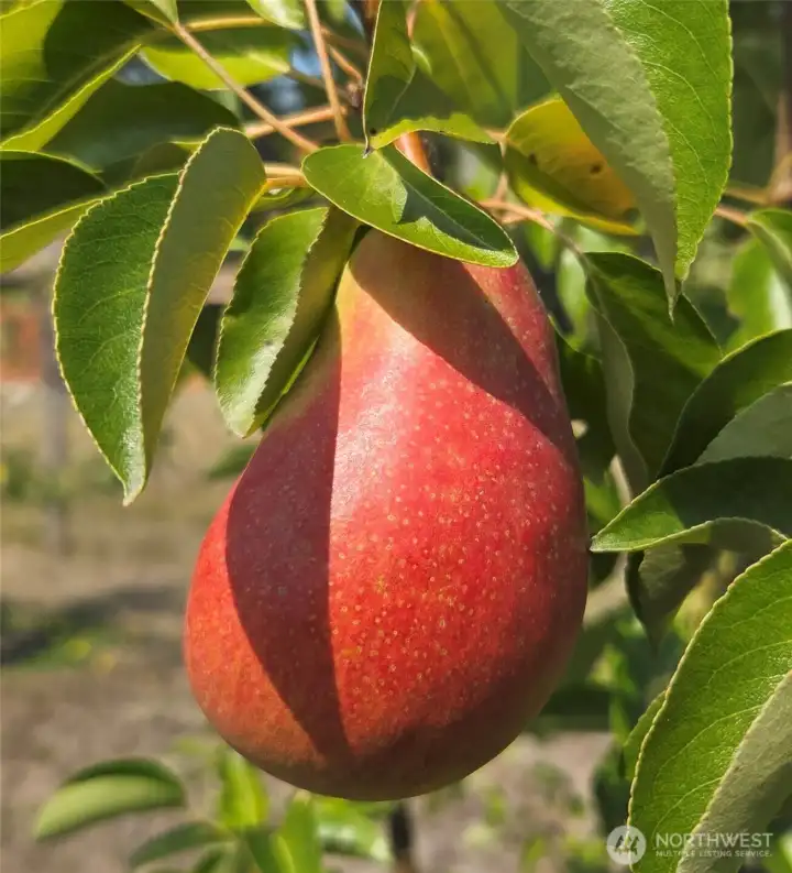 pears