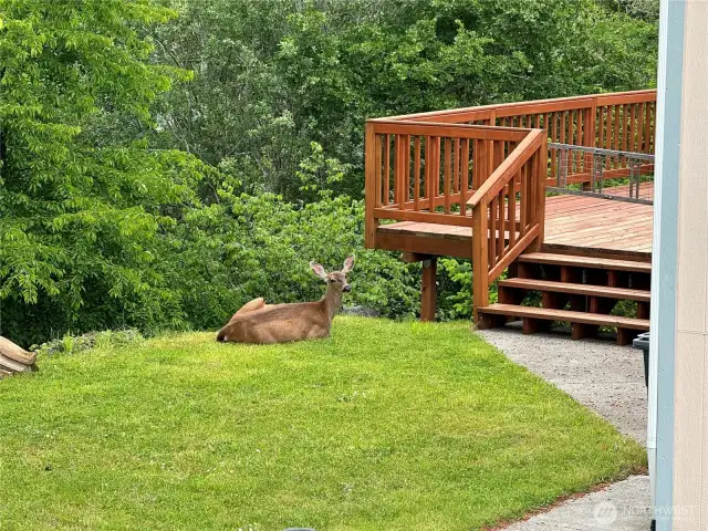The deer are plentiful and don’t even bite!
