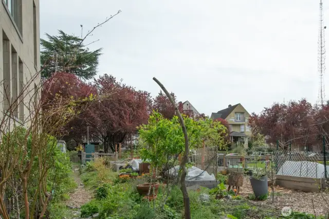 Community Pea Patch!