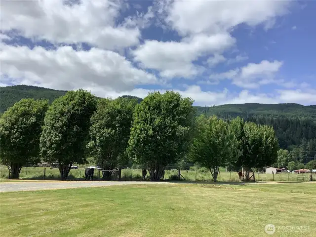 Beautiful trees and shade as you enter the property!