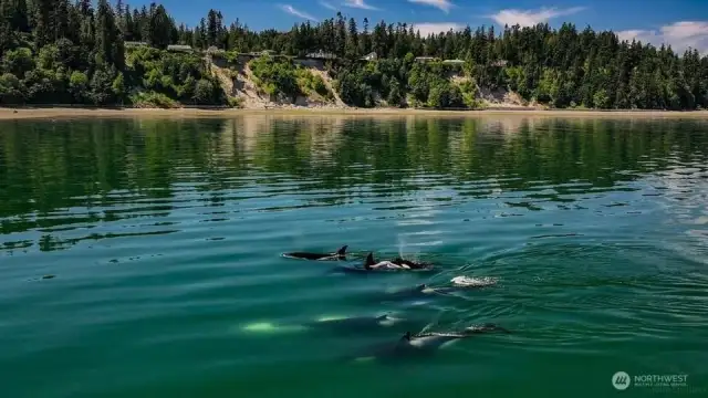 Watch the whales that frequent in front of your new home. Photo credit to: John Storbeck