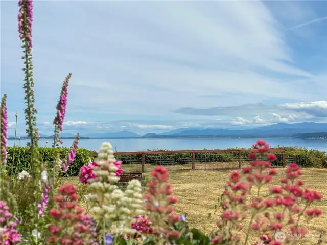 View looking North towards Mount Baker on a overcast day while the deck garden is in full bloom.