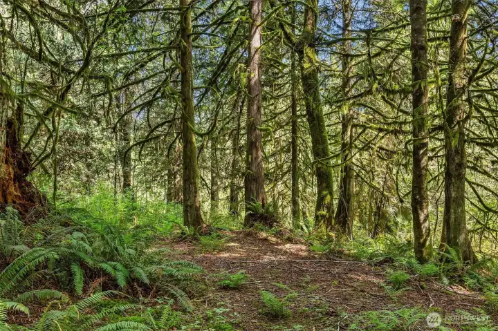 Trail to year round Salmon creek. Little Pilchuck!