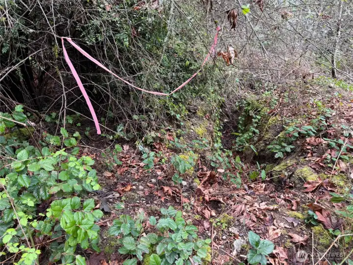 Old septic test pit from 2021.