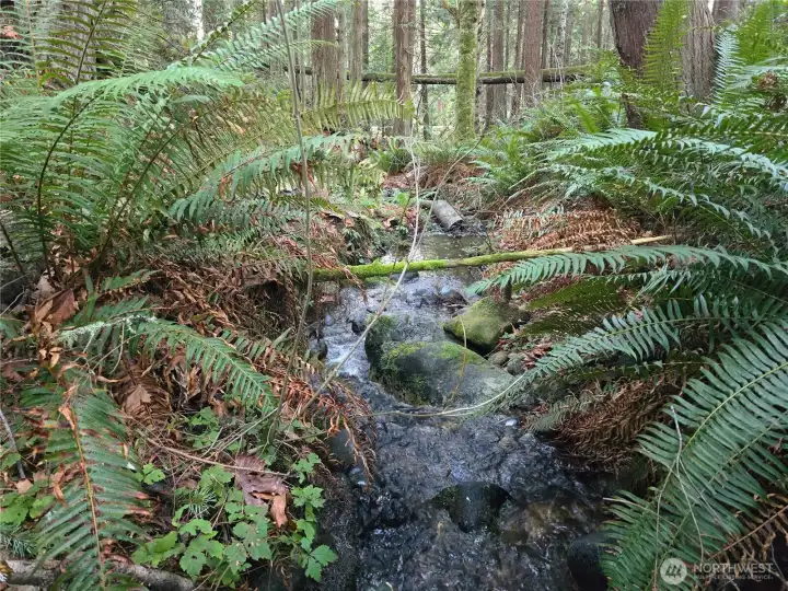 Seasonal Creek on property