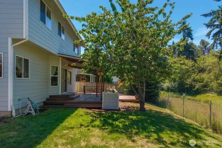 CHERRY TREE PROVIDES SHADE ON A WARM DAY