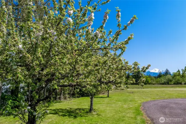 Established fruit trees with plum, pear and apple.