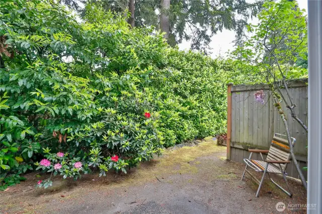 Back yard
