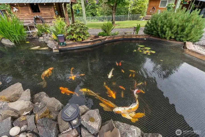 Koi pond with mature koi fish.