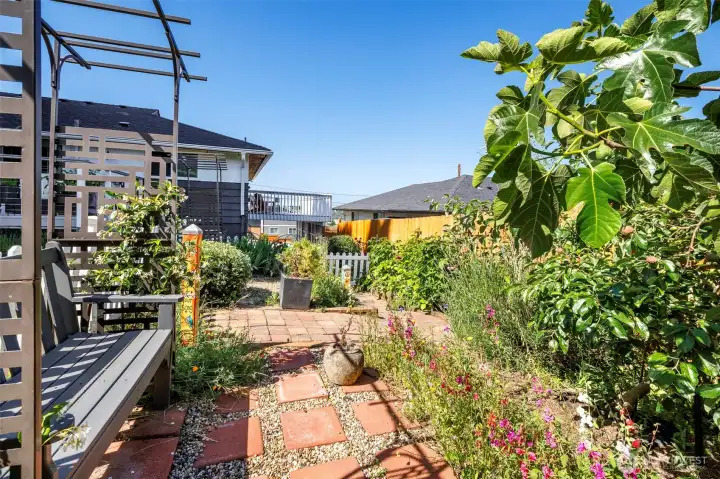 Partial view of the garden fig tree, gogi berry tree, raspberries etc!