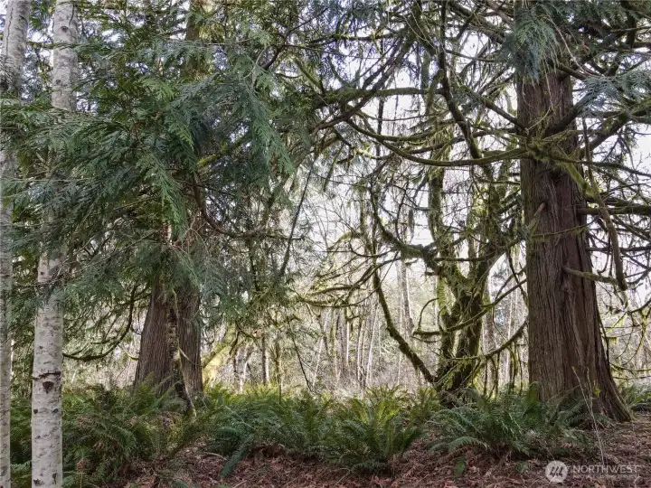 Trees have not been harvested since 1950's.
