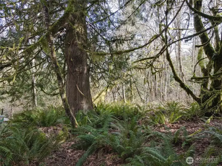 Cedar and fir trees on acreage.