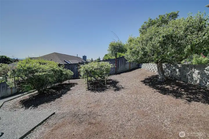 Garden area with blueberries, grapes and an apple tree.