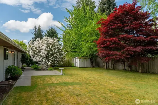 Backyard with mature landscaping