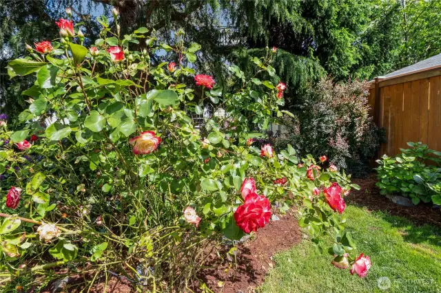 Roses anyone?