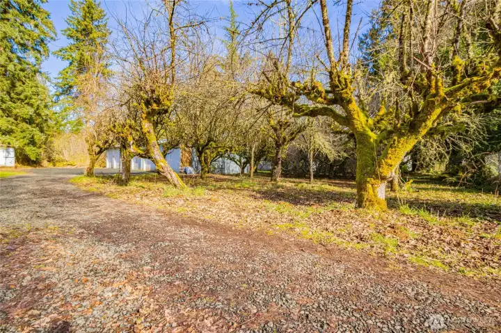 Established fruit orchard still produces but is ready for someone to give it some love.