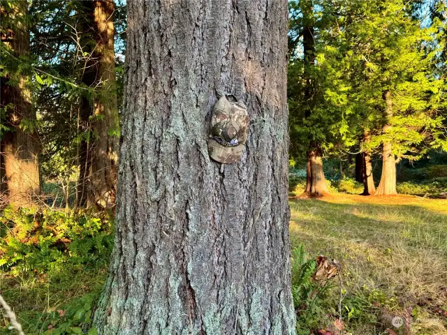 Sizable fir tree.