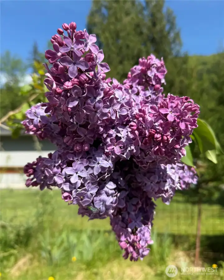 Lilac in bloom