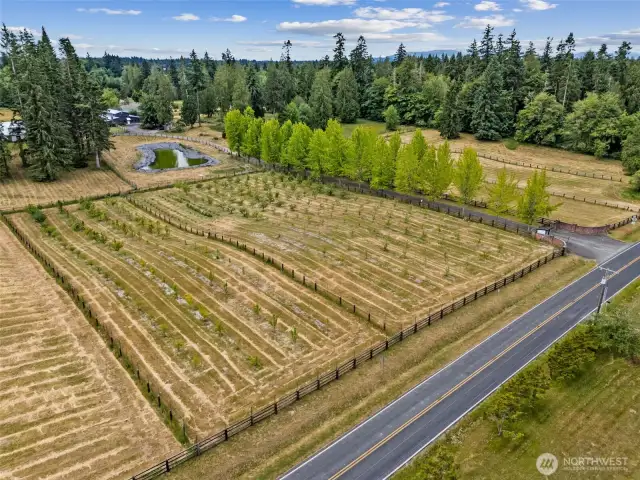 Heirloom Varieties - 24 different varieties of Apples, 22 different varieties of Pears, and 8 varieties of Plums.  Amazing!