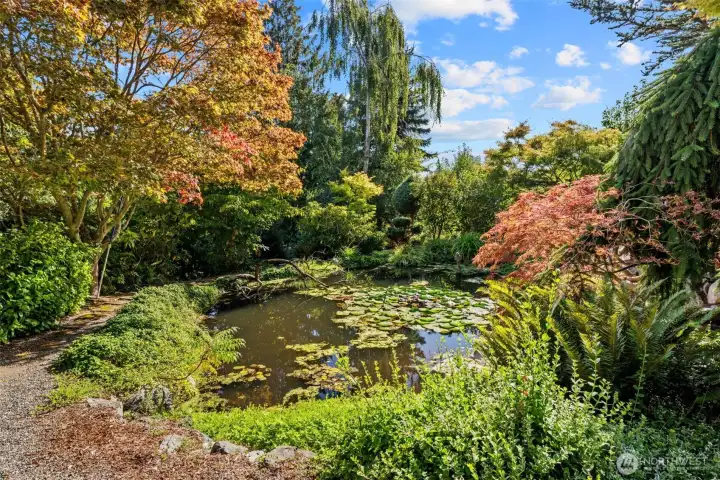 A lovely pond with water lilies and a waterfall.