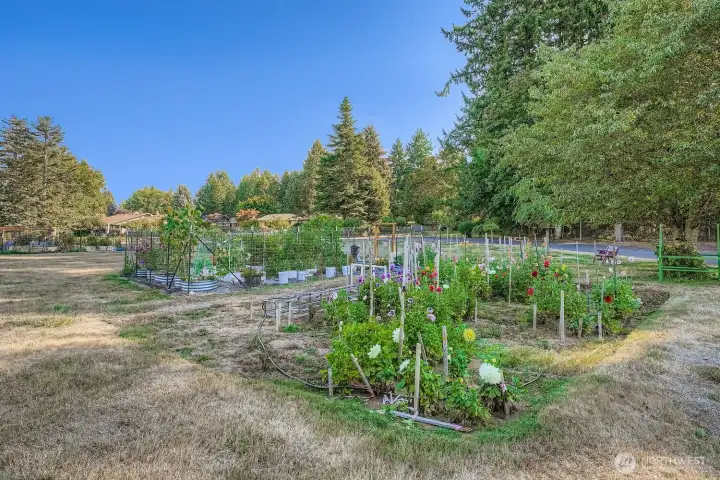 There are multiple community garden spaces within the community.  Plus endless apple trees surrounding the gardens.