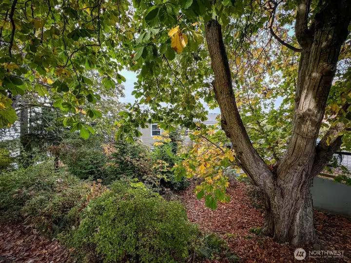 Enjoy the lovely mature trees along the trail!
