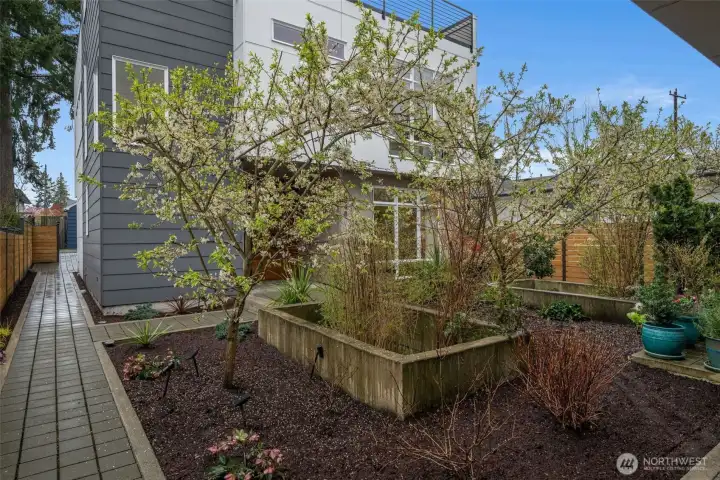 The middle courtyard between the homes has blooming cherry trees, grasses, and native plants in the drainage wells. Solar lit walkways make a peaceful entry.