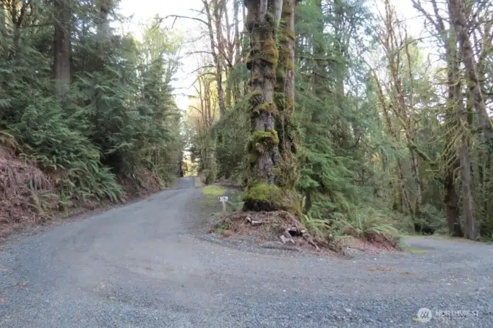 Harstine Heights Lane at base of 540 driveway (behind photograher).