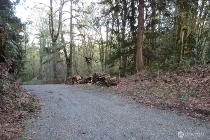 driveway going down to Harstine Heights from cleared area with staked wood