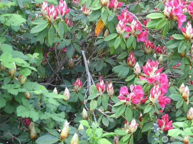 Mature plants
