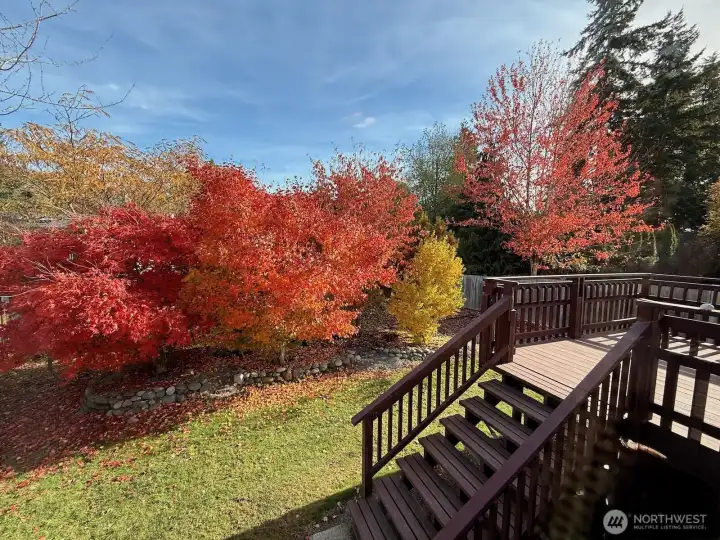 Back yard trees are beautiful.
