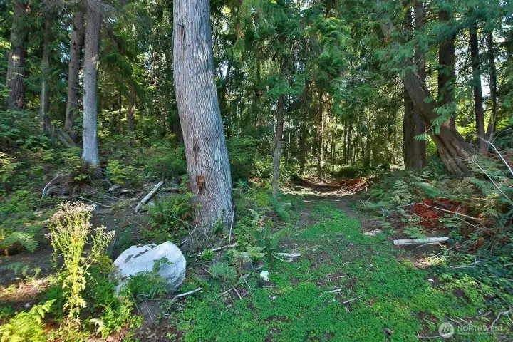 Walking trails off the clearing site.