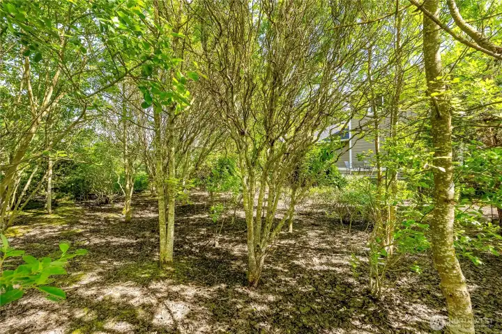 Over 200 Hand Picked Native Trees
