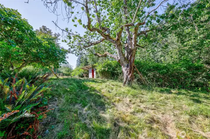 Side yard up to the shed and orchard