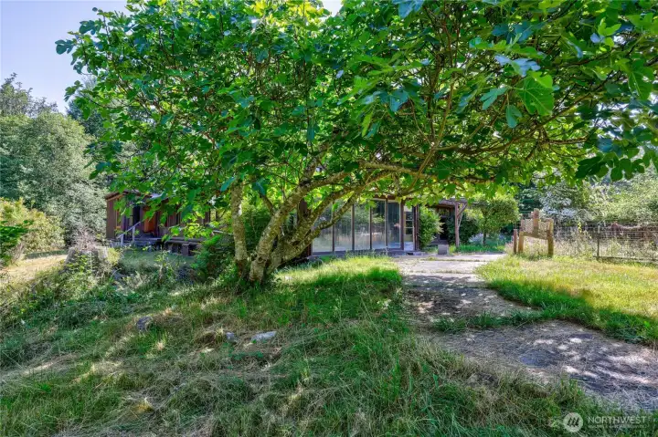 Side yard with mature fig tree