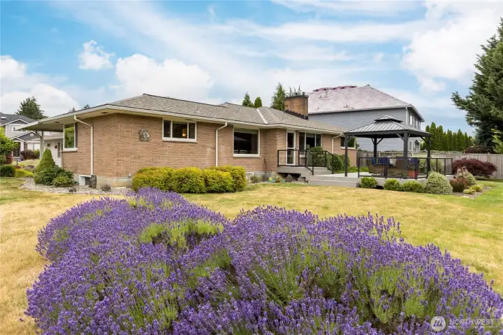 Serene, level backyard featuring beautifully mature, low-maintenance landscaping and fragrant lavender.