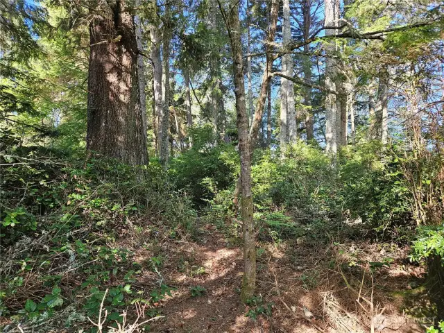 Stunning, mature Spruce tree is a focal point of the land.