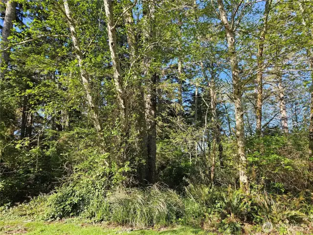 Both lots are brushy/wooded.