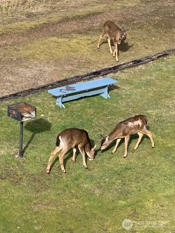 Lots of local wildlife including eagles, deer, and more.