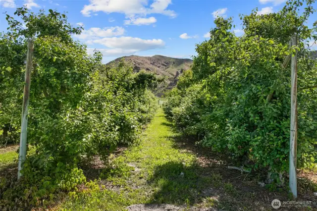 Lush Orchard