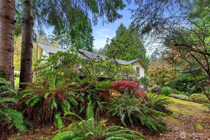 The home is surrounded by mature landscaping; ferns, cedar trees, japanese maples, apple trees and more.