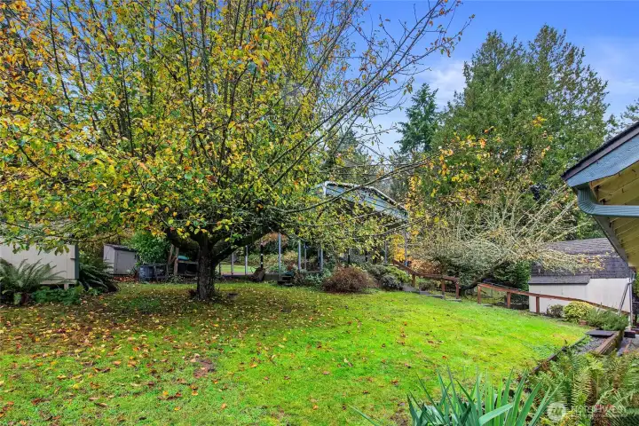 The back yard with 2 large apple trees, 2 sheds and a carport.