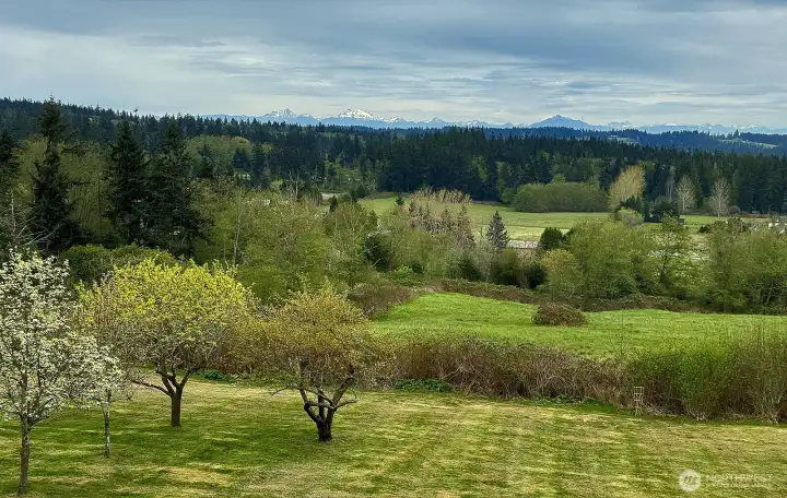 Lawn with small orchard  There are a variety of fruit trees to enjoy!  Japanese pear, apple, plumb...and a blackberry "hedge"!