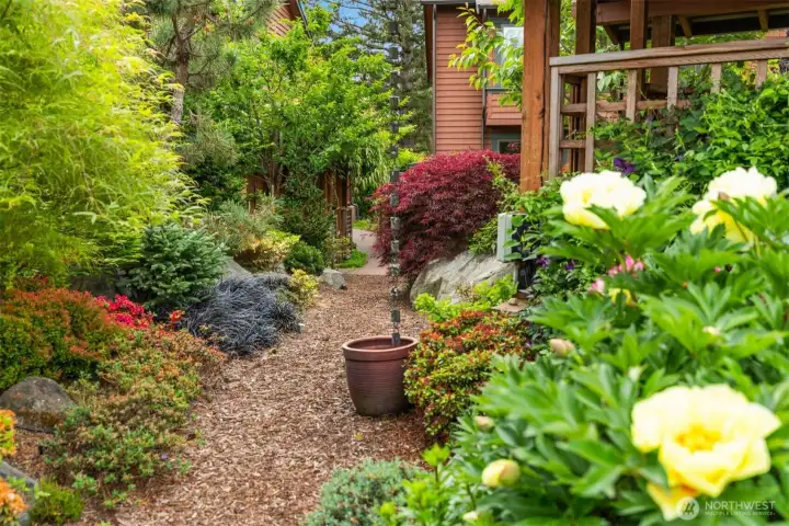 Enjoy the colors here from lime green on the left, the brilliant rust-red lace leaf maple in the center and the gorgeous yellow Peony bush blooms here to the right.