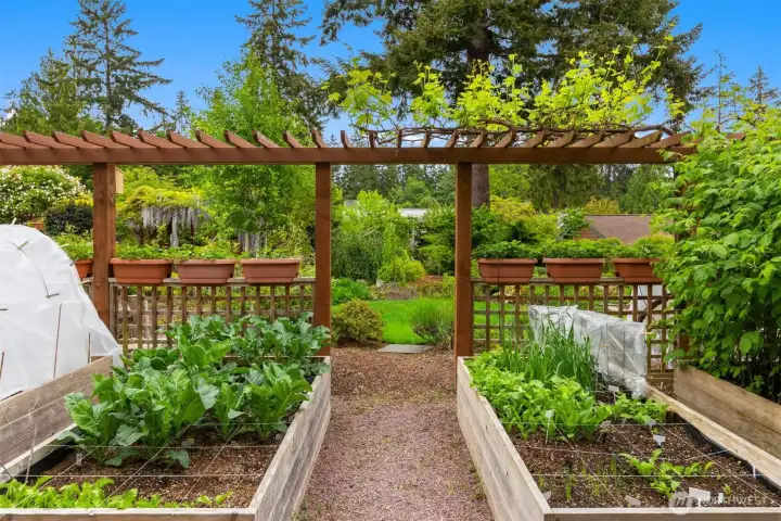 The garden manager has planted many vegetables and I believe the pots on the railing have strawberries, with the tall canes to the right being raspberries.  I hope I can return in late summer to enjoy the grapes on the trellis above.